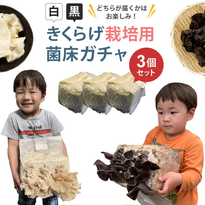 きくらげガチャ栽培用菌床キット3個セット黒or白orMIXお家で育てるきくらげ栽培キットキノコ栽培ATHREEアスリー【代引不可】【同梱不可】