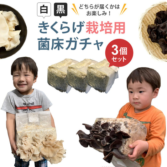 きくらげガチャ栽培用菌床キット3個セット黒or白orMIXお家で育てるきくらげ栽培キットキノコ栽培ATHREEアスリー【代引不可】【同梱不可】