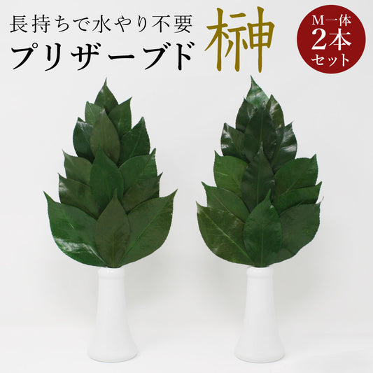 プリザーブド榊プレミアムMサイズ(一対)椿葉を実用新案取得製法加工長持ちし水やり不要【代引不可】【同梱不可】