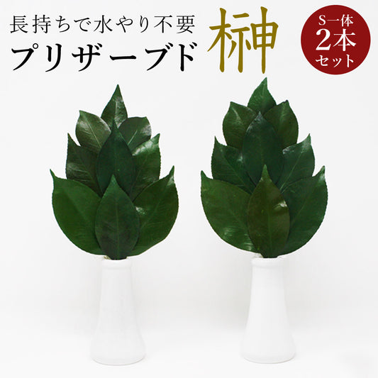 プリザーブド榊プレミアムSサイズ(一対)椿葉を実用新案取得製法加工長持ちし水やり不要【代引不可】【同梱不可】