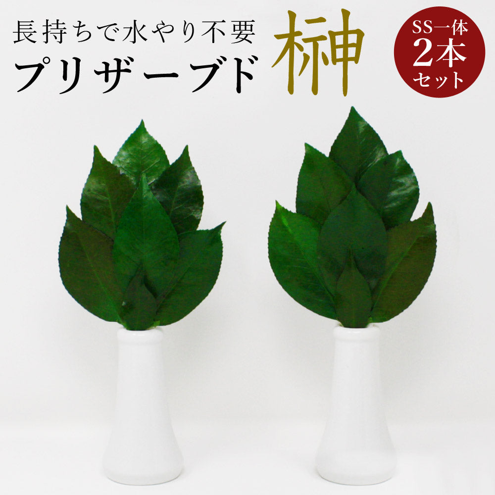 プリザーブド榊プレミアムSSサイズ(一対)椿葉を実用新案取得製法加工長持ちし水やり不要【代引不可】【同梱不可】