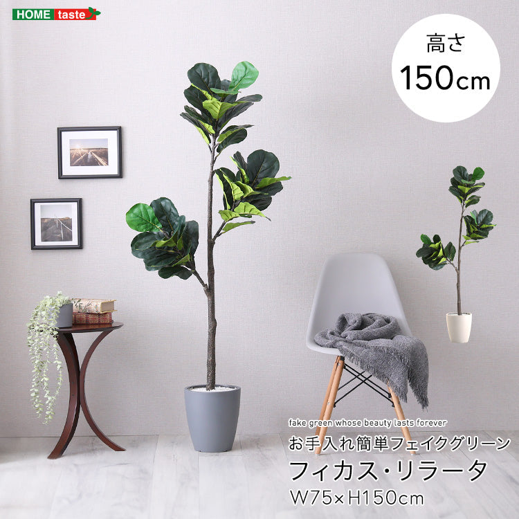 お手入れ簡単フェイクグリーン　フィカス・リラータ　Mサイズ(150cm) インテリア 【代引不可】【北海道・沖縄・離島配送不可】